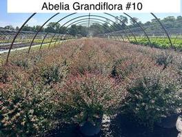 Abelia Grandifloria 