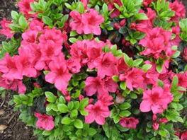 Azalea Girard Crimson 