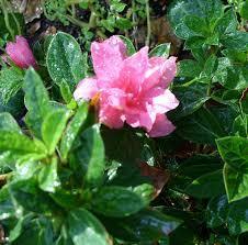 Azalea PP15339 / Encore® Autumn Carnation™ 