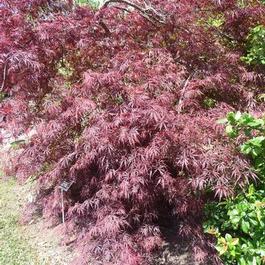 Acer palmatum Tamukeyama 