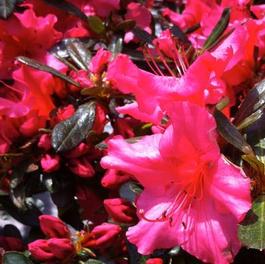 Azalea Girard Rose 