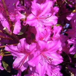 Azalea Karen Azalea Karen