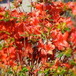 Azalea Stewartstonian Azalea Stewartstonian