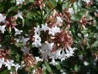 Abelia Mosanensis 