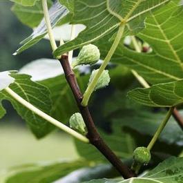 Ficus Celeste 