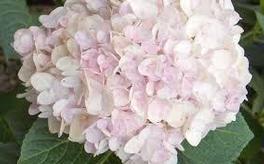 Hydrangea macrophylla / Proven Winners® Color Choice® Cityline® Mars 