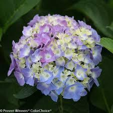 Hydrangea macrophylla PP10928 / Proven Winners® Color Choice® Cityline® Venice 