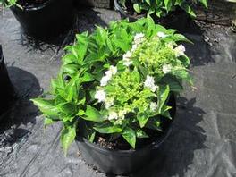 Hydrangea M. Fuji Waterfall 