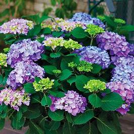 Hydrangea macrophylla PP25836 / Proven Winners® Color Choice® Let's Dance® Rhythmic Blue® 