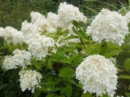 Hydrangea paniculata PP22782 / Proven Winners® Color Choice® Bobo® Hydrangea paniculata PP22782 / Proven Winners® Color Choice® Bobo®