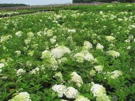 Hydrangea p. Grandifloria,PG Hydrangea p. Grandifloria,PG