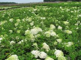 Hydrangea p. Grandifloria,PG 