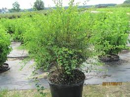 Spiraea Vanhouttei Renaissance 