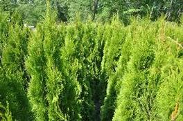 Thuja Emerald Green Thuja Emerald Green
