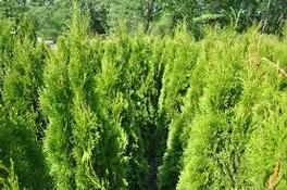 Thuja Emerald Green 