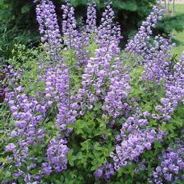 Baptisia Purple Smoke 