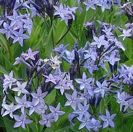 Amsonia Blue Ice 