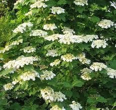 Viburnum Lentago 