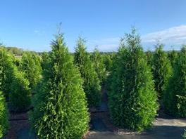 Thuja Green Giant Thuja Green Giant