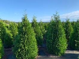 Thuja Green Giant 