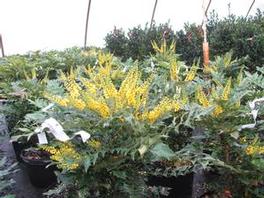 Mahonia x Media 'Charity' 