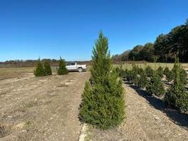 Cryptomeria Radicans Cryptomeria Radicans