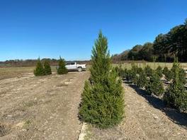 Cryptomeria Radicans 