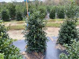 Ilex x. Mary Nell 