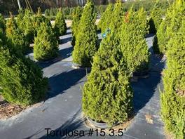 Juniperus chinensis Torulosa Juniperus chinensis Torulosa