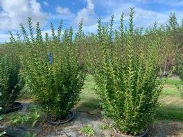 Ligustrum ovalifolium 