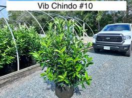 Viburnum awabuki chindo 