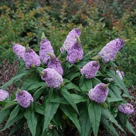 Buddleia Pugster® 'Amethyst' Buddleia Pugster® 'Amethyst'