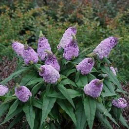 Buddleia Pugster® Amethyst 