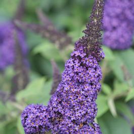 Buddleia Pugster® Blue® Buddleia Pugster® Blue®