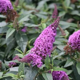 Buddleia Pugster® Periwinkle Buddleia Pugster® Periwinkle