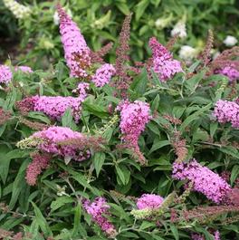 Buddleia Pugster® 'Pink' Buddleia Pugster® 'Pink'
