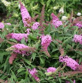 Buddleia Pugster® Pink 