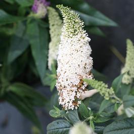 Buddleia Pugster® White 