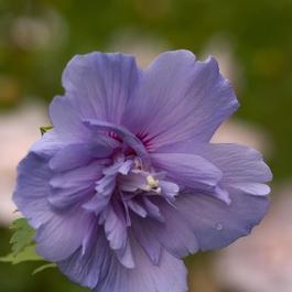 Hibiscus syriacus 'Blue Chiffon®' Hibiscus syriacus 'Blue Chiffon®'