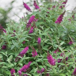 Buddleia 'Miss Molly' Buddleia 'Miss Molly'