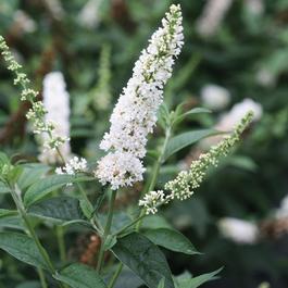 Buddleia 'Miss Pearl' Buddleia 'Miss Pearl'