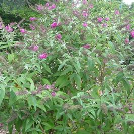 Buddleia 'Miss Ruby' Buddleia 'Miss Ruby'