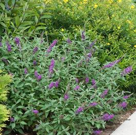 Buddleia 'Miss Violet' Buddleia 'Miss Violet'