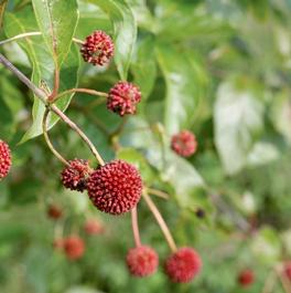 Cephalanthus occidentalis 'Sugar Shack®' Cephalanthus occidentalis 'Sugar Shack®'