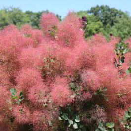 Cotinus coggygria The Velvet Fog® Cotinus coggygria The Velvet Fog®