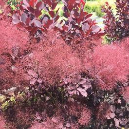Cotinus coggygria 'Winecraft Black®' Cotinus coggygria 'Winecraft Black®'