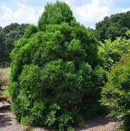 Cryptomeria japonica 'Chapel View™' Cryptomeria japonica 'Chapel View™'
