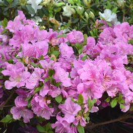 Rhododendron Encore® 'Autumn Lilac®'