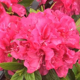 Rhododendron Perfecto Mundo® 'Double Dark Pink' Rhododendron Perfecto Mundo® 'Double Dark Pink'