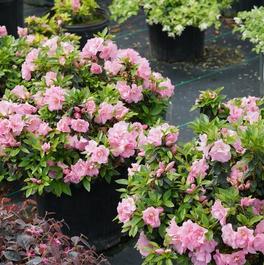 Rhododendron Perfecto Mundo® 'Double Pink' Rhododendron Perfecto Mundo® 'Double Pink'